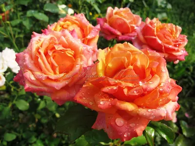 Роза чайно-гибридная Черри Бренди (Cherry Brandy) | Садовый центр \"Berberis\"