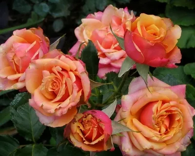 Роза чайно-гибридная Черри Бренди Rose hybrid tea Cherry Brandy - купить  саженцы роз с доставкой по Украине в магазине Добродар