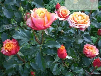 Роза Cherry Brandy (Черри Бренди) – купить саженцы роз в питомнике в Москве