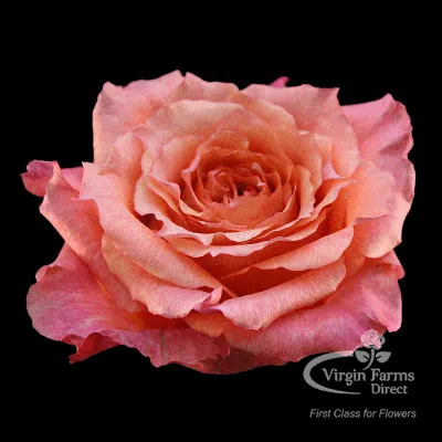 Nature's Cherry Rose - Virgin Farms - High Quality Roses