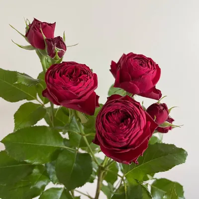Роза Черри Трендсеттер, 50 см - заказать и купить цветы с доставкой |  Donpion