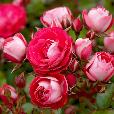 Americana® Cherry Rose - Zonal Geranium - Pelargonium zonale | Proven  Winners