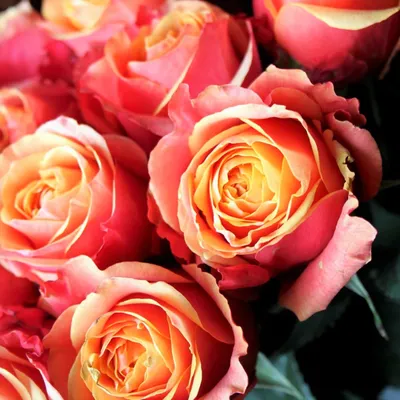 Roses Bicolor Orange Cherry Brandy – FloralSection.com