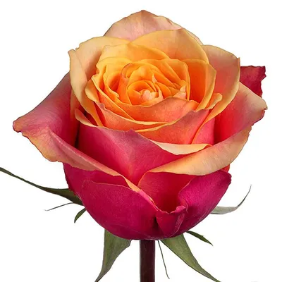Cherry Rose Sunflowers - SunflowerSelections.com