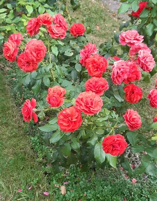 Pelargonium AMERICANA Cherry Rose - Buy Geranium Annuals Online