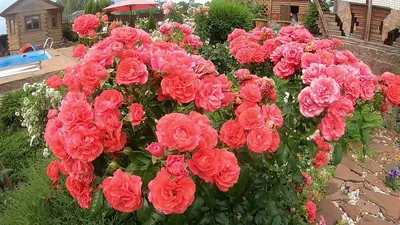 Rose Cherry Brandy - Standard Rose - Roses - Flowers by category | Sierra  Flower Finder
