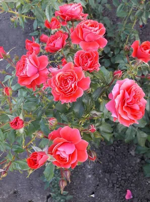 Heirloom Roses Rose Bush - Cherry Frost™ Climbing Roses - Red Climbing Rose  - Walmart.com