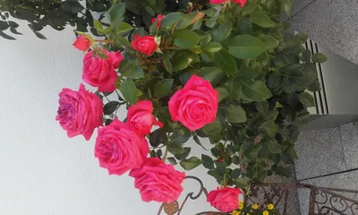 Rosa Cherry Love - Fincas de rosas