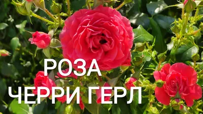Pink Red Cherry O Roses | DIY Wedding Flowers | Flower Moxie