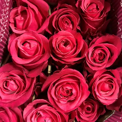 Cherry O Roses - Florabundance Wholesale Flowers