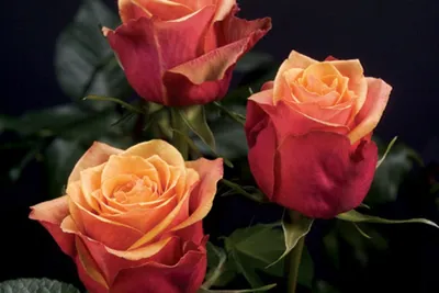 Cherry Frost™ - Star® Roses and Plants