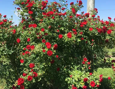 Cherry Oh | Hot Pink Rose - Rosas del Corazón