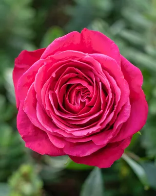 Nasturtium Cherry Rose Jewel – Floret Library