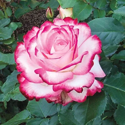 SUMMERIFIC® 'Cherry Choco Latte' Hibiscus - Garden Crossings