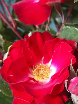 Cherry Frost™ - Star® Roses and Plants