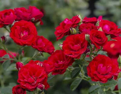 Cherry Rose Jewel Nasturtium Seeds | Baker Creek Seeds