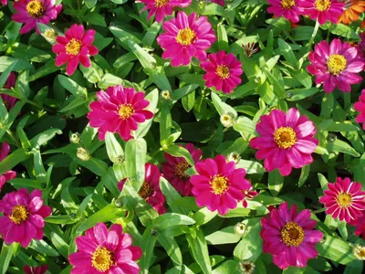 Edelrose 'Cherry Lady' ® - Finde Deine neue Rose + Online Ratgeber