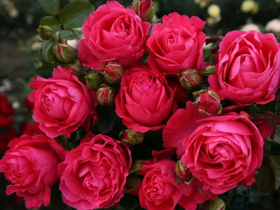 Potomac Cherry Rose - Snapdragon Seed | Johnny's Selected Seeds
