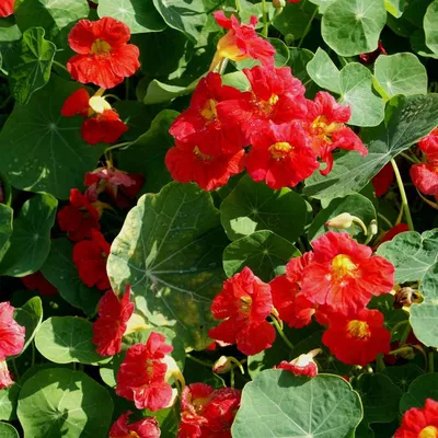 SUMMERIFIC® 'Cherry Choco Latte' Hibiscus - Garden Crossings