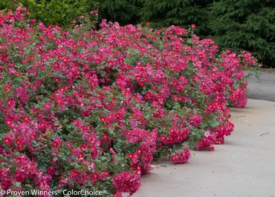 SUMMERIFIC® 'Cherry Choco Latte' Hibiscus - Garden Crossings