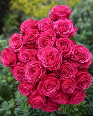 Cherry Oh | Hot Pink Rose - Rosas del Corazón