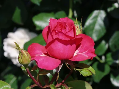 Edelrose 'Cherry Lady' ® - Finde Deine neue Rose + Online Ratgeber