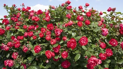 Rosier Jardin Cherry BONICA® Meipeporia • MEILLAND International