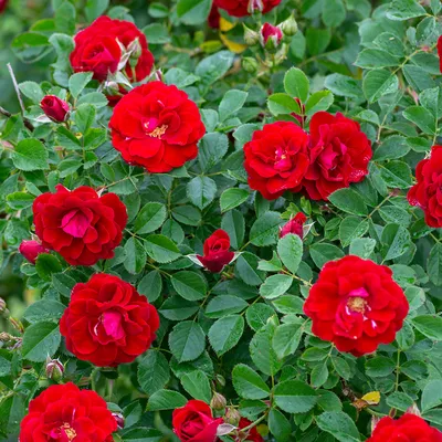 Heirloom Roses Rose Bush - Cherry Frost™ Climbing Roses - Red Climbing Rose  - Walmart.com