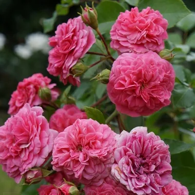 Четыре сезона Штамб.Роза.Four seasons rose.Штамбовые розы.Shtambovyye  rozy.Описание.Фото.Отзывы.Купить