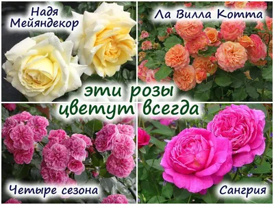 Для всех ждущих #розы мы... - Комнатные и садовые растения | Facebook