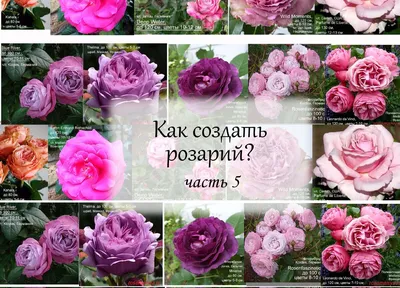Роза почвопокровная Ле Катр Сэзон (Les Quatre Saisons) Мейян (Meilland) -  «Как она облогородила мой цветник. Барышня в розовом.» | отзывы