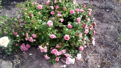 Самые надежные розы – порадуют цветением при любых условиях! | Флористикс  Инфо | Дзен
