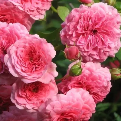 Как сочетать розы? - розовая клумба \"4 сезона\" | Alexander #Бодровцветовод  | Дзен