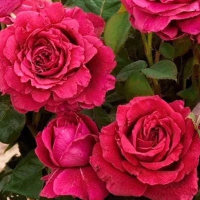 Сорта почвопокровной розы - саженцы в горшках Краснодар |