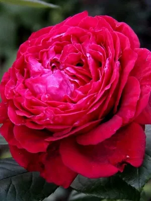 Саженцы розы четыре сезона купить в Москве по цене от 690 рублей