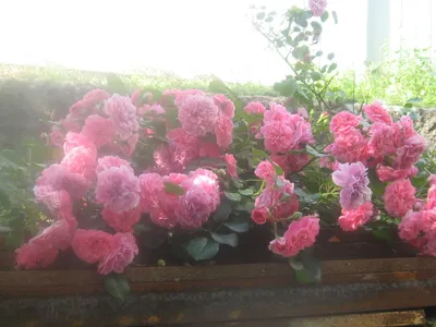 Роза флорибунда Четырех ветров (Rose des 4 Vents) купить в Украине с  доставкой | Цена в Svitroslyn.ua