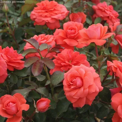 САДОВИЙ ЦЕНТР | ДНІПРО on Instagram: \"РОЗЫ НА ШТАМБЕ😍 - Роза «Юбилей  Кордесса» - Роза «Ruby Star» - Роза «Золотые Ворота» - Роза « Ред Булл» -  Роза « Сэр Джон Бэнджамин» -
