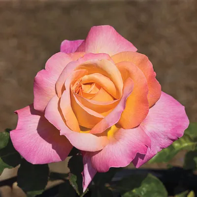 Chicago Peace Hybrid Tea Rose - Shop Hybrid Tea Roses | Spring Hill