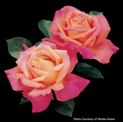 Chicago Peace Rose | Star Nursery Garden and Rock Centers