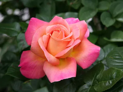 Rosa 'Chicago Peace'