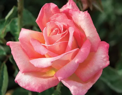 Buy Chicago Peace Online | Chamblee's Rose Nursery