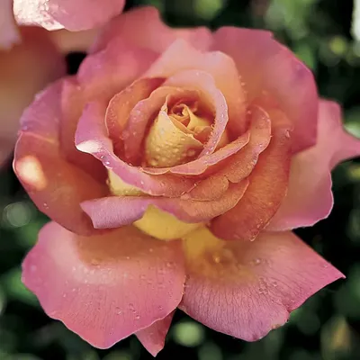 Chicago Peace - Star® Roses and Plants