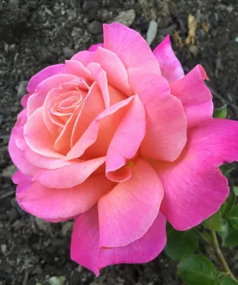 Chicago Peace Hybrid Tea Rose | Park Seed