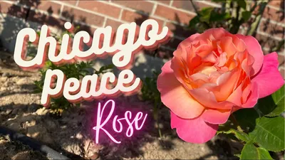 The Rose Chicago, Tapestry Collection By Hilton, Rosemont – Updated 2024  Prices