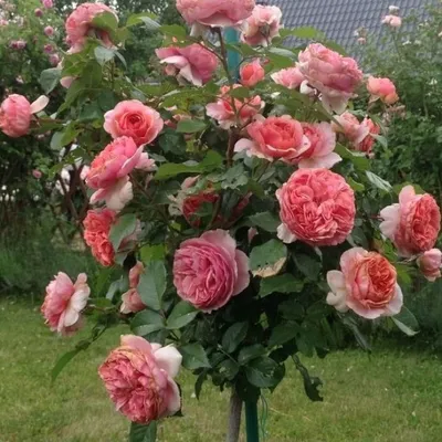 Саженец Роза Чиппендейл (Rosa Chippendale) купить в Москве по низкой цене  из питомника, доставка почтой по всей России | Интернет-магазин Подворье