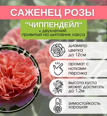 Роза Чиппендейл НА ШТАМБЕ купить в интернет-магазине ЦВІТСАД с доставкой по  Украине