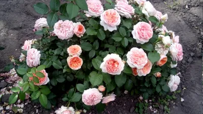 Роза кустовая Чип-энд-Дейл С3 | 960р. | покупайте в садовом центре  ivino.garden