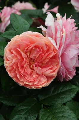 Rosa 'Chippendale' — Википедия