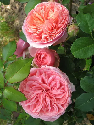 Роза \"Чиппендейл\" Taн97159 (Rosa CHIPPENDALE 'Tan97159') - Розы  чайногибридные (Каталог чайно гибридных роз