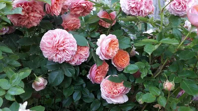 Роза Чиппендейл ( Rose Chippendale ) 19.06.2022г. г.Киев - YouTube